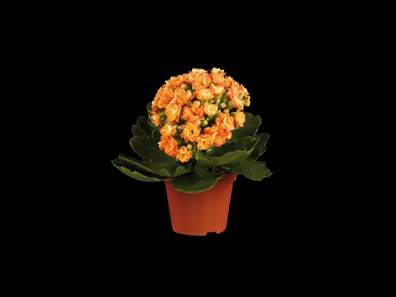 Gekleurde kalanchoe< Sale