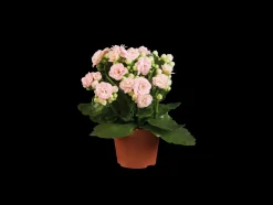 Gekleurde kalanchoe< Sale