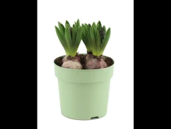 Kleurrijke bloembollenmix< Best