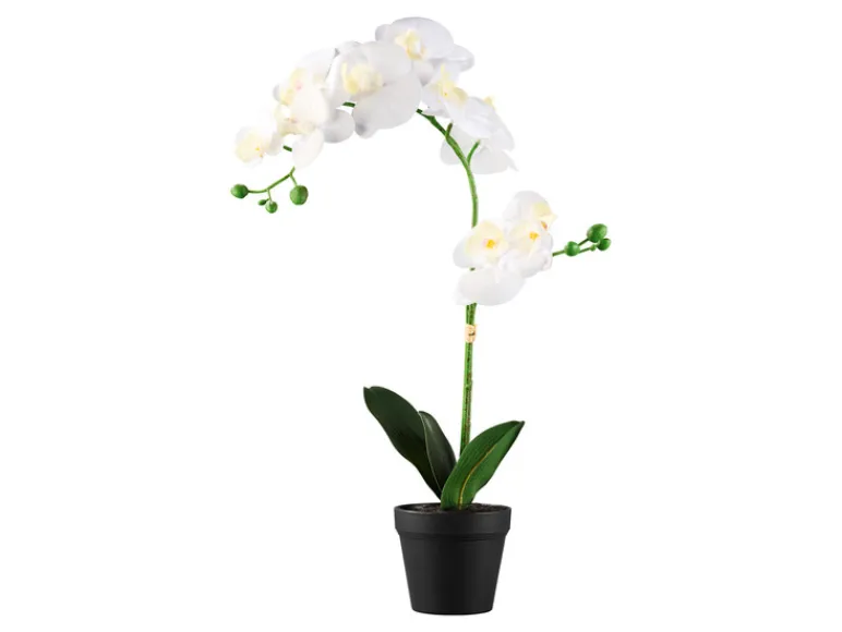Kunstplant<LIVARNO home Sale