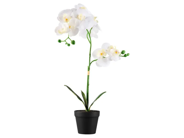 Kunstplant<LIVARNO home Sale