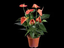 Oranje bloeiende kamerplant< Sale