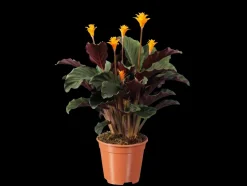 Oranje bloeiende kamerplant< Sale